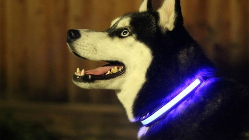 Fluffy Finds LED Safety Light-Up Dog Collar — Keep Your Dog Visible & Safe Day & Night
